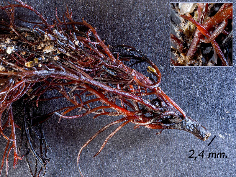 Chondracanthus acicularis - Mareggiata Dic2019 - S12