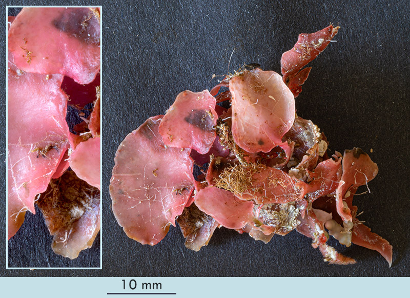 Criptonemia lomation (?) - Mareggiata Dic.2019 - S11