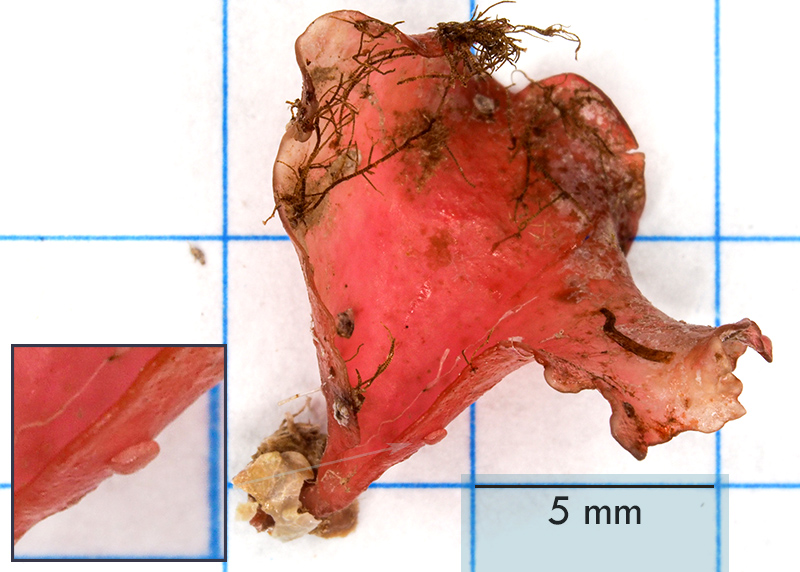 Criptonemia lomation (?) - Mareggiata Dic.2019 - S11