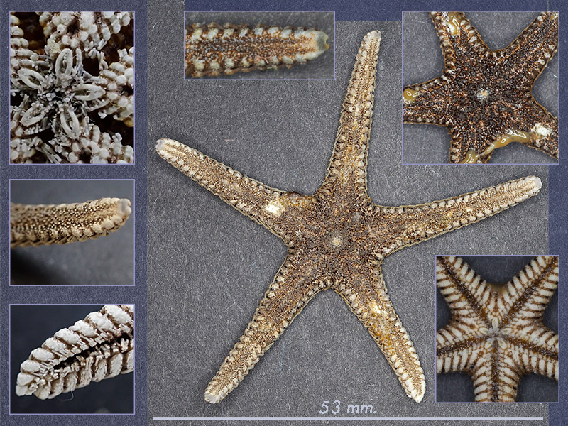 Astropecten sp. (?) - Mareggiata Dic.2019 - SA9