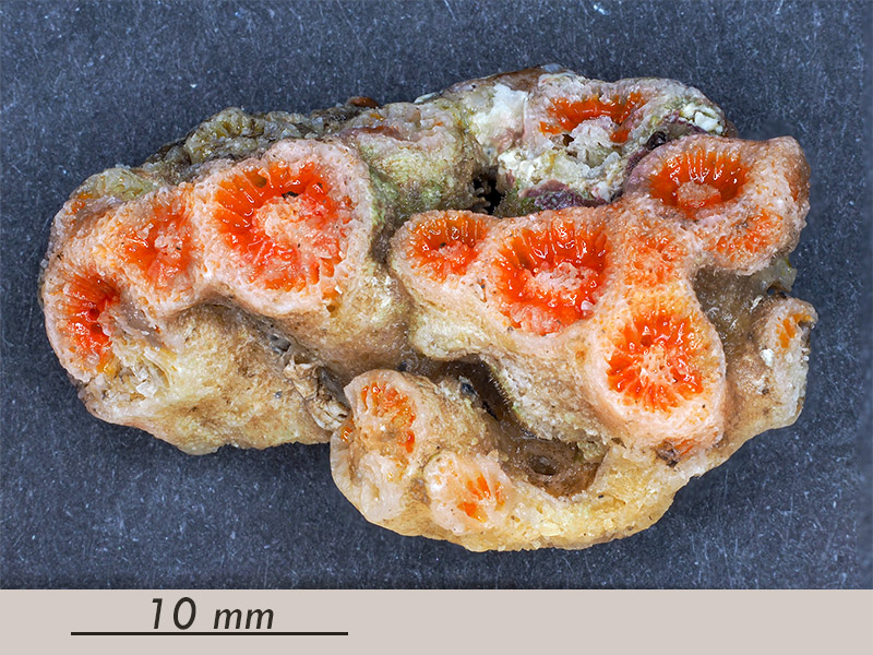 Coralliti di madrepora - Mareggiata Dic.2019 - SA10
