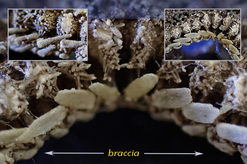 Astropecten sp. (?) - Mareggiata Dic.2019 - SA9