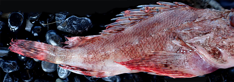 Scorpaena maderensis - Mareggiata Dic.2019 - SA14