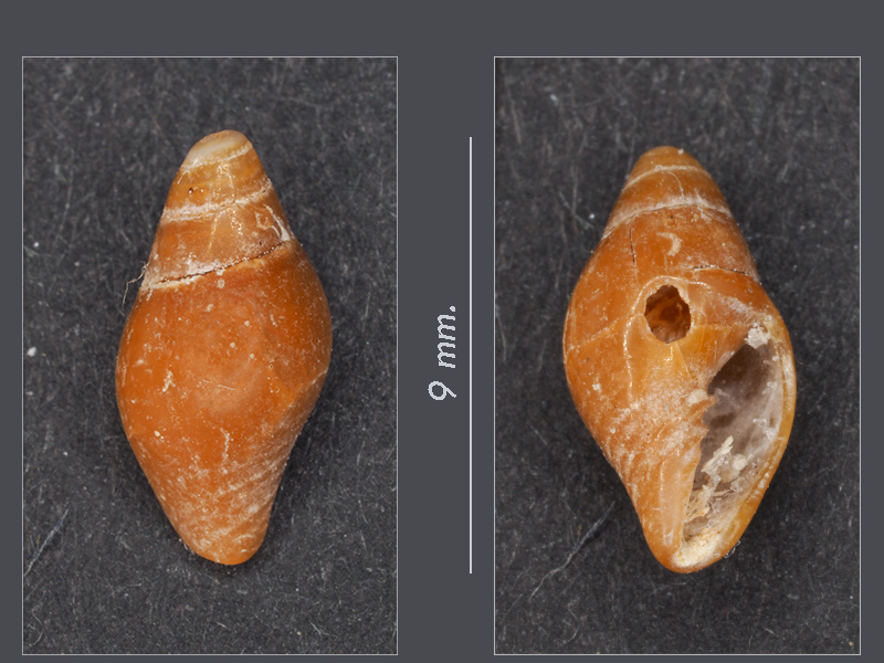 Gasteropode 2 (?) - Mareggiata Dic.2019 - G2