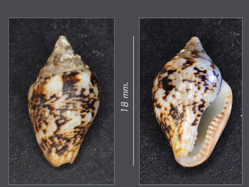 Gasteropode 3 (?) - Mareggiata Dic.2019 - G3