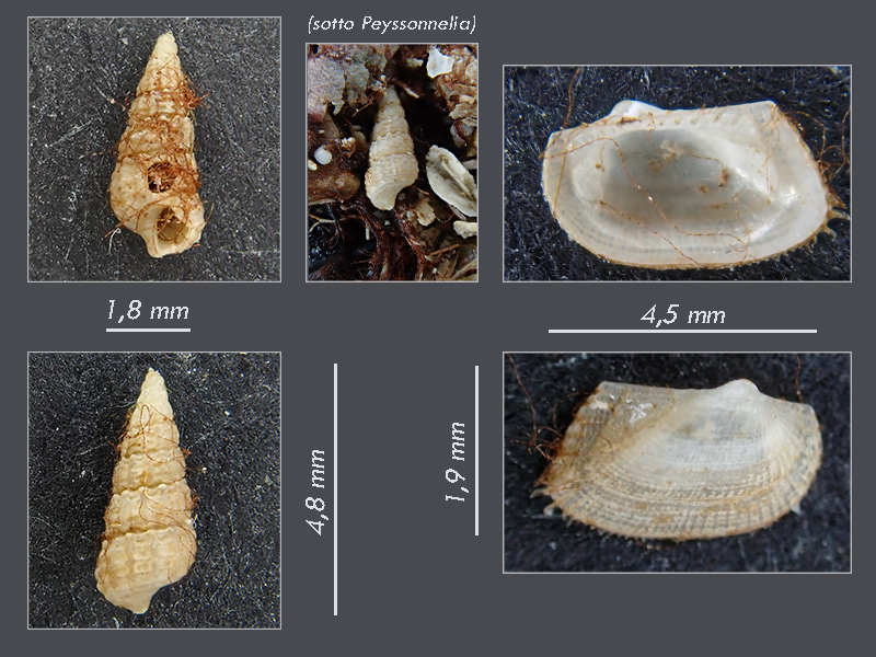 Microconchiglie 2 (?) - Mareggiata Dic.2019 - G7