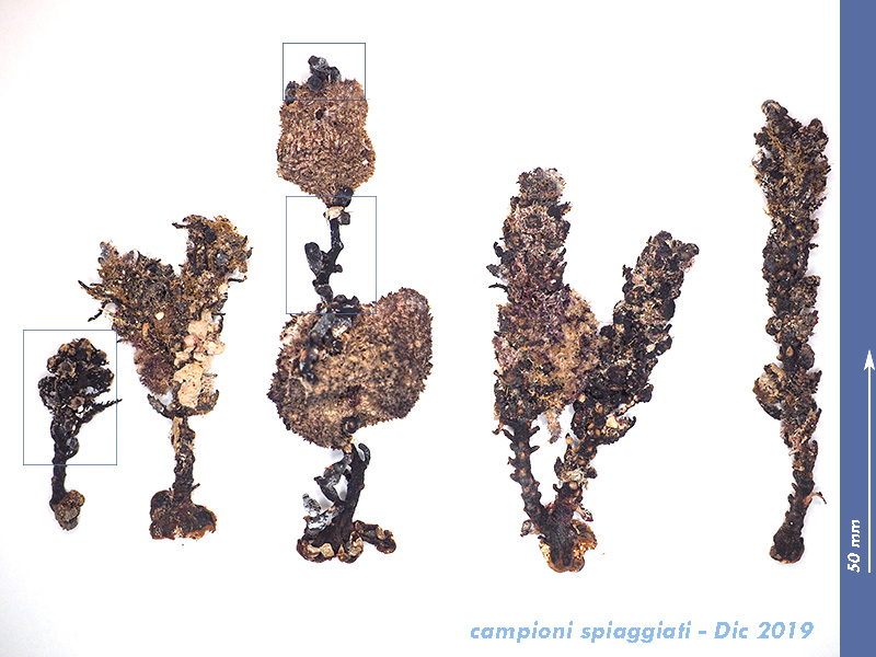 Cystoseira sp - Mareggiata 14 Dic 2019 - S8