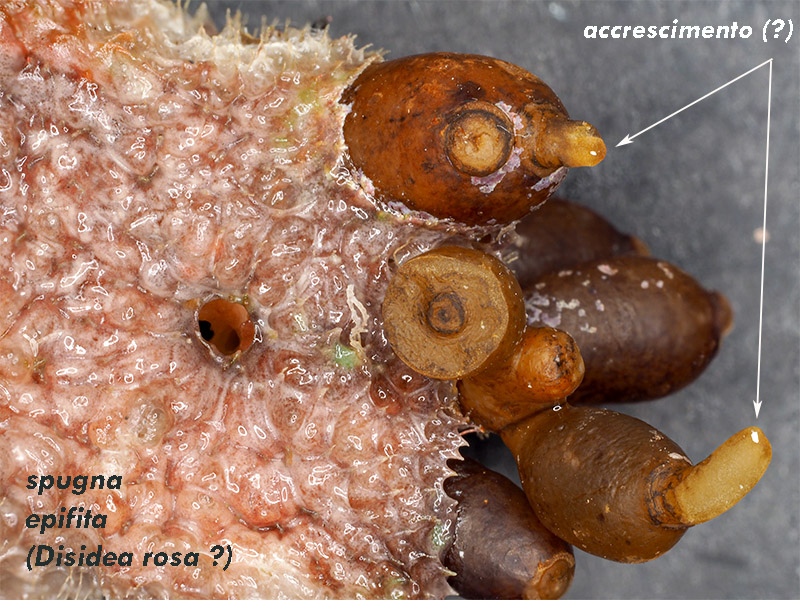 Cystoseira sp - Mareggiata 14 Dic 2019 - S8