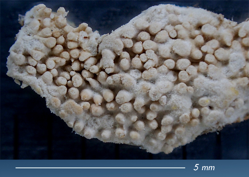 corallinales di Phillophora c. - MareggiataDic2019 - S14