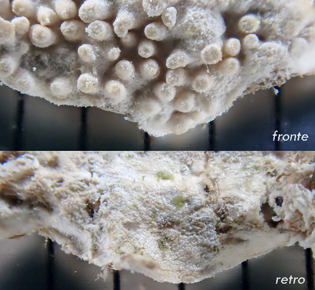 corallinales di Phillophora c. - MareggiataDic2019 - S14
