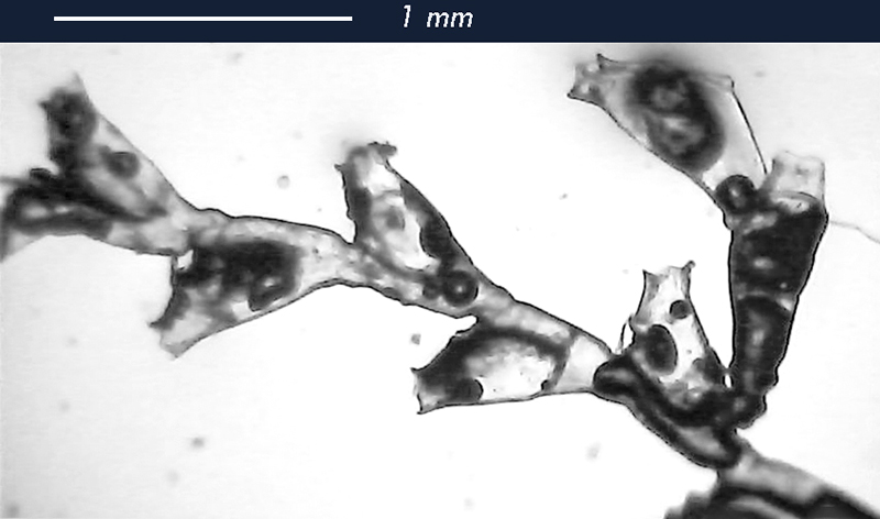 Idrozoi.. prolunghe di rostro - Mareggiata Dic.2019  - SA22