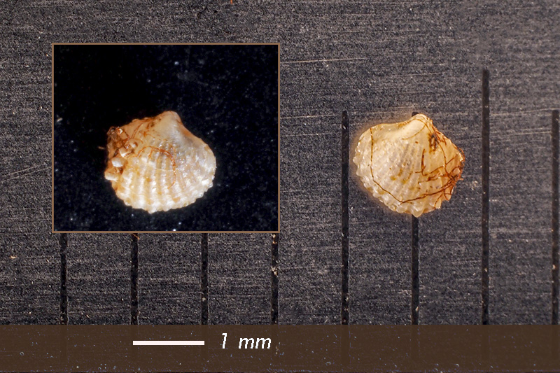 Micro-bivalve - Mareggiata Dic2019 - G9