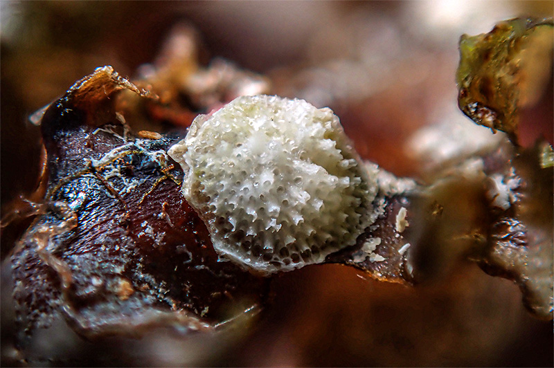 Patinella radiata epifita - Mareggiata Dic2019 SAB7