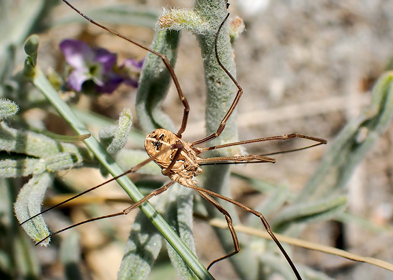 Metaphalangium cirtanum - Phalangiidae