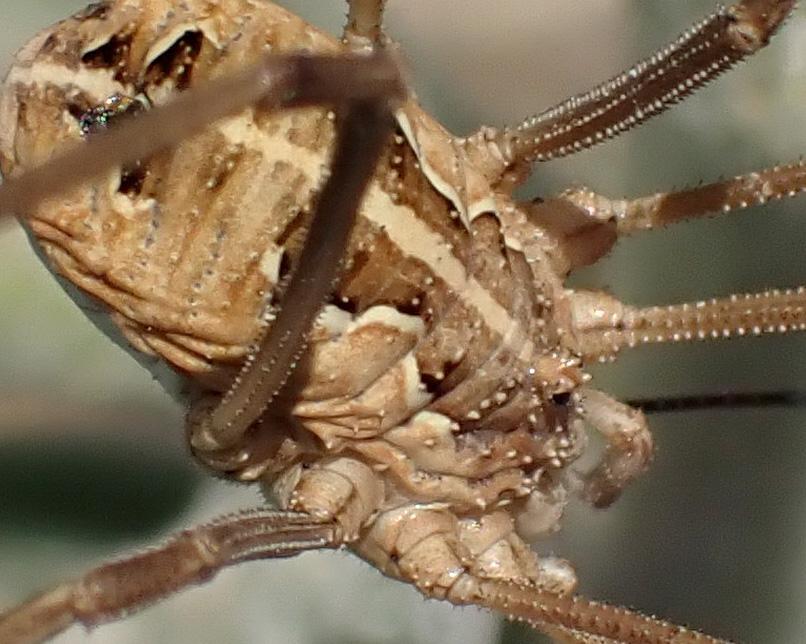 Metaphalangium cirtanum - Phalangiidae