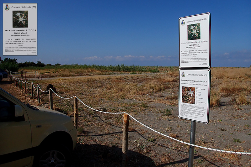 un video sulle piantine della spiaggia