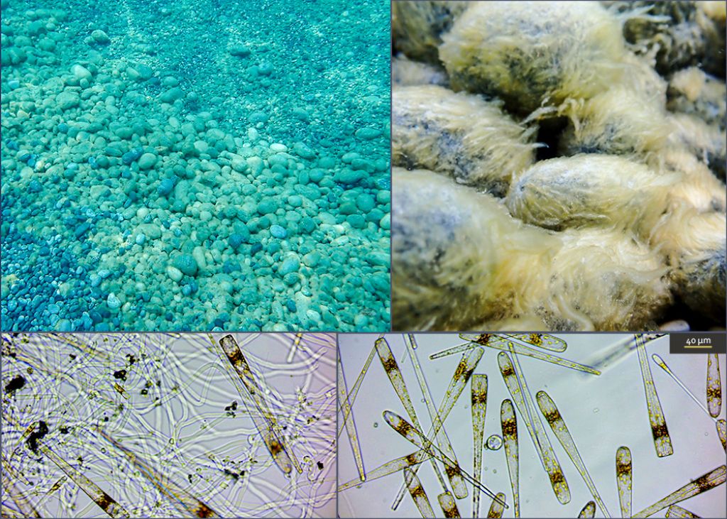Alga tappezzante.. può produrre effetti su poriferi?