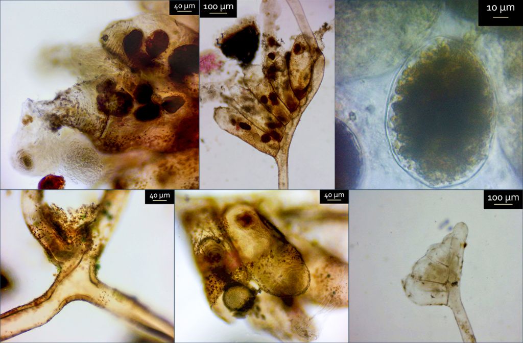 idrozoi stoloniferi epifiti 