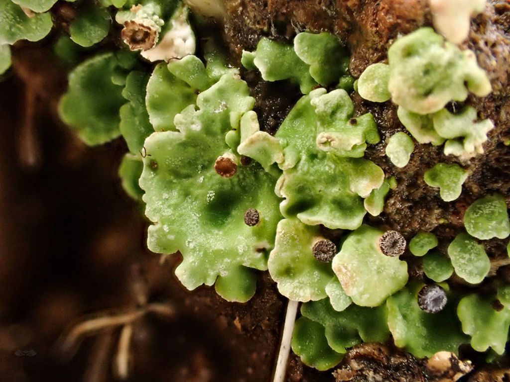 Cladonia pyxidata: podezi su tallo primario?