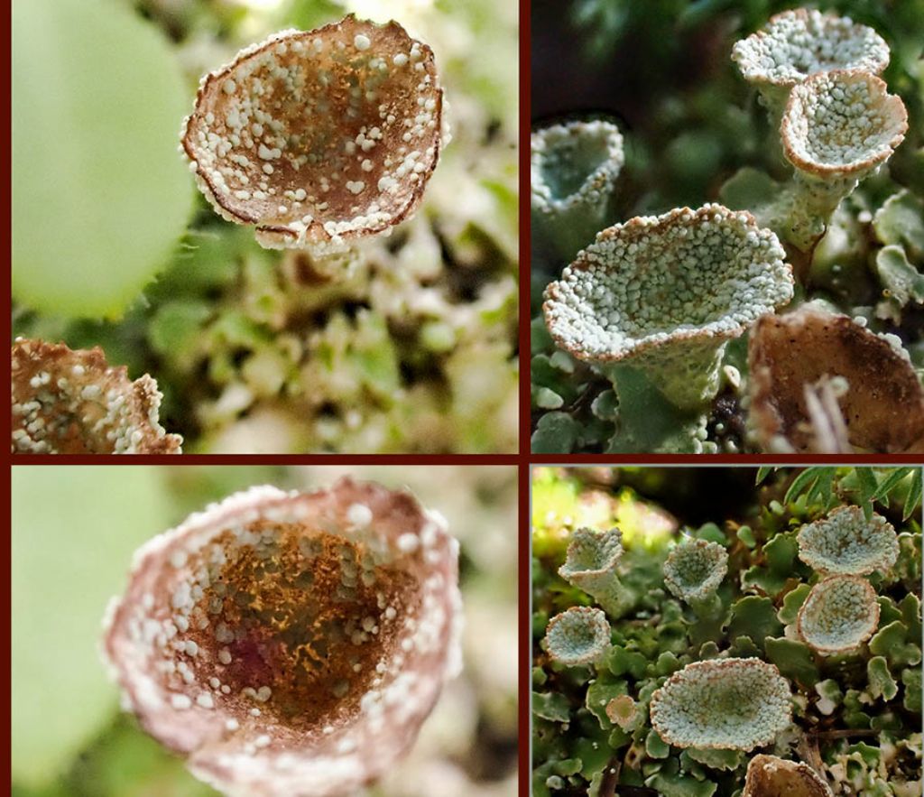 Cladonia pyxidata: podezi su tallo primario?