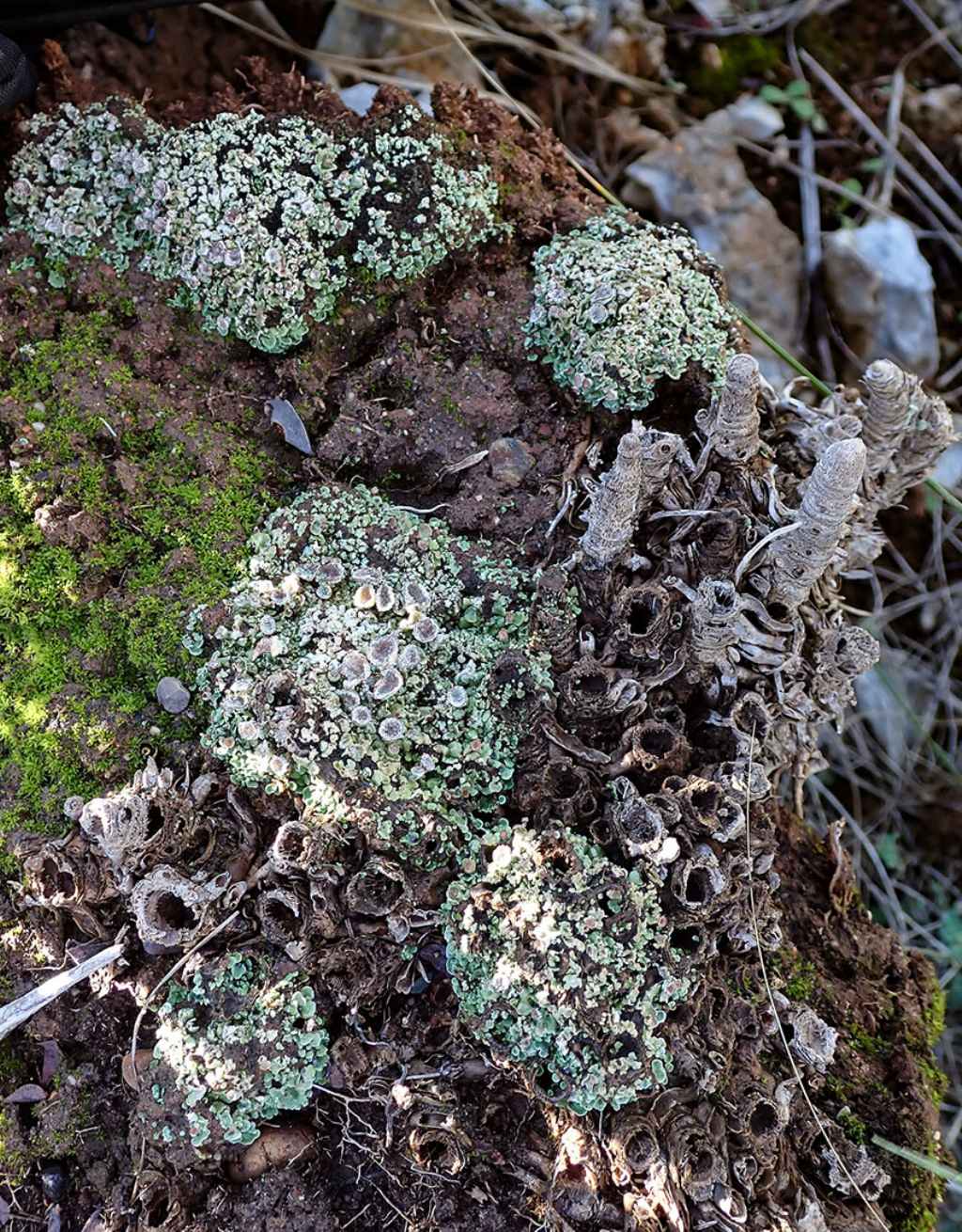 Cladonia pyxidata: podezi su tallo primario?