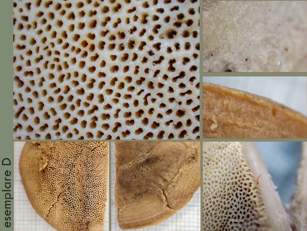 Si tratta di funghi?