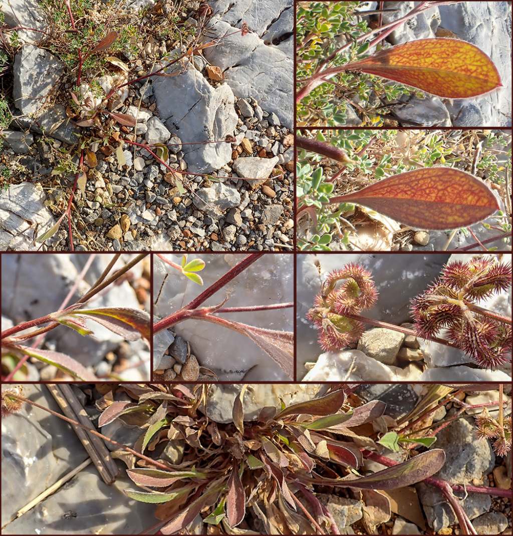 Piantina su sentiero costiero: Scorpiurus muricatus (Fabaceae)