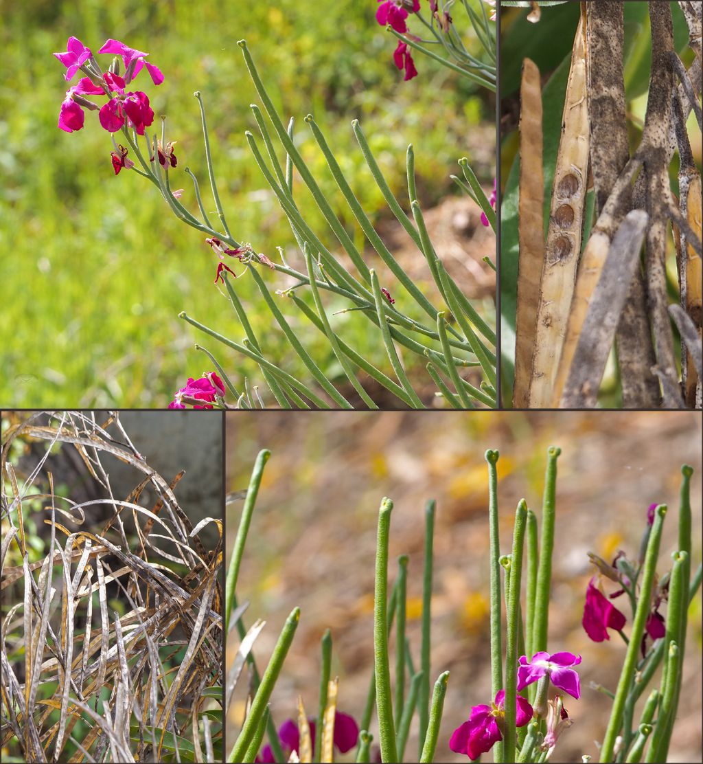 Matthiola incana / Violaciocca rossa (Brassicaceae)