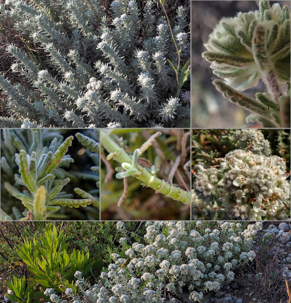 Piantina costiera: Teucrium capitatum (Lamiaceae)