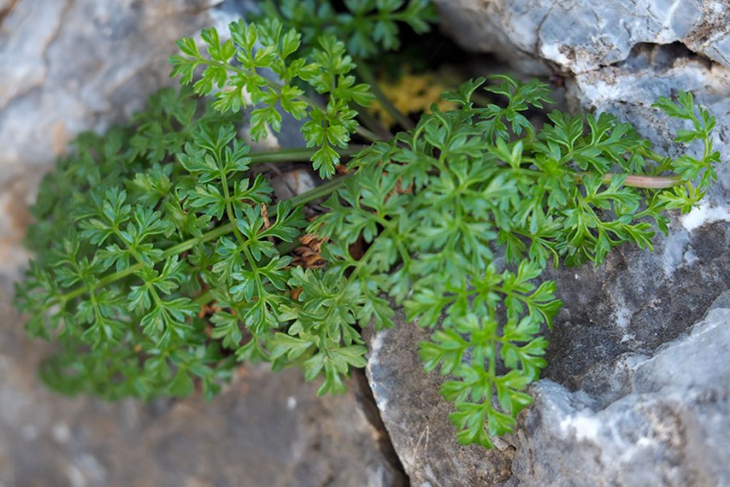 Daucus carota costiera