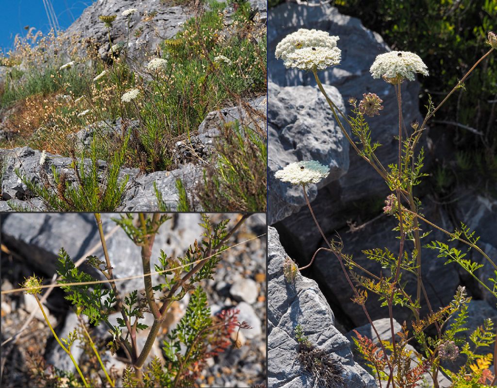 Daucus carota costiera