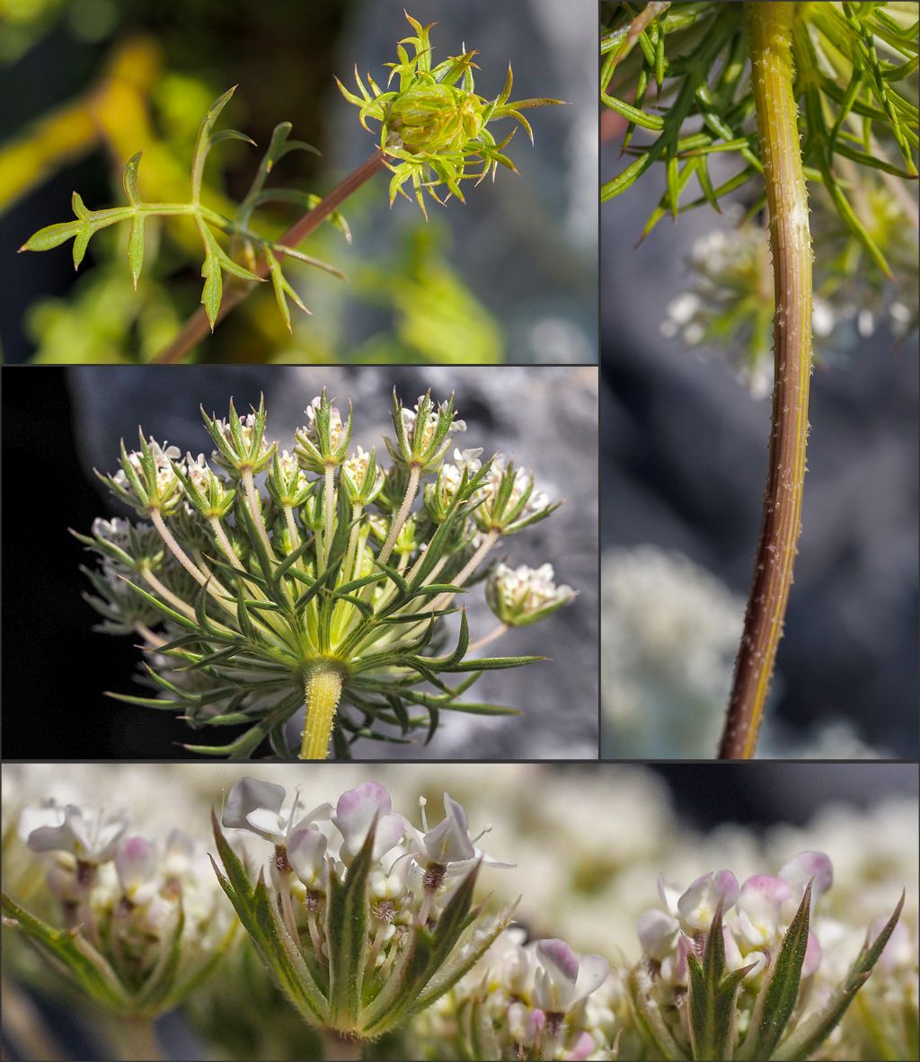 Daucus carota costiera