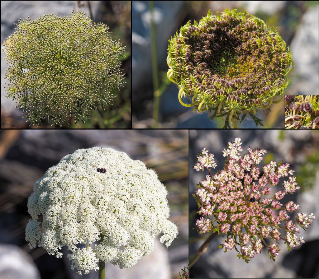 Daucus carota costiera