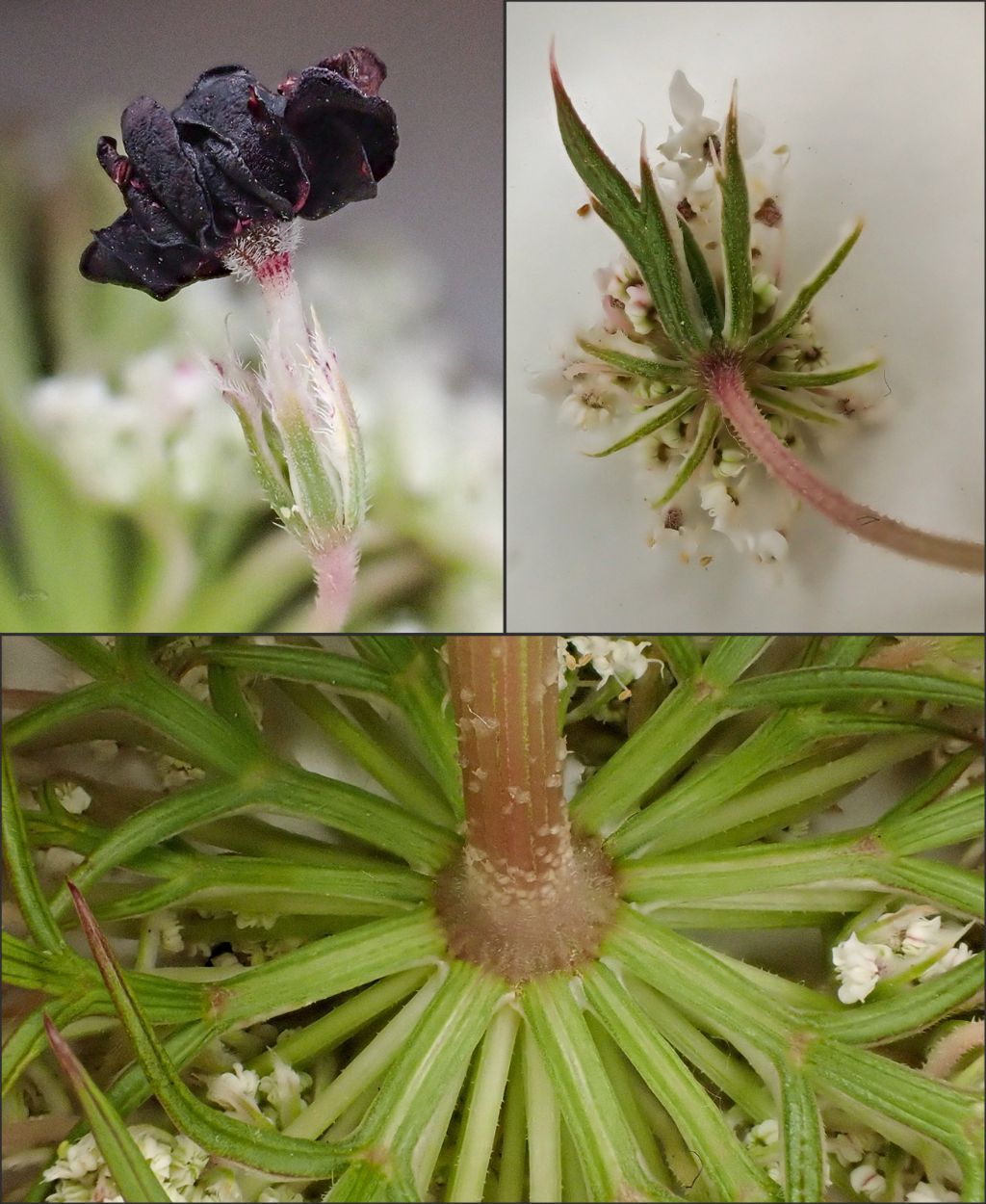 Daucus carota costiera