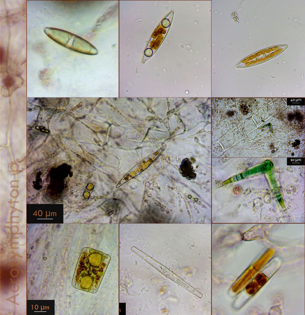 Acrosymphyton purpuriferum e Rhodochaete pulchella