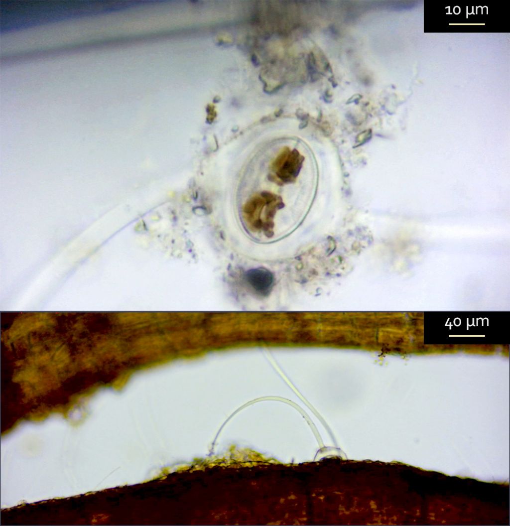 Diatomea epifita epifitata?