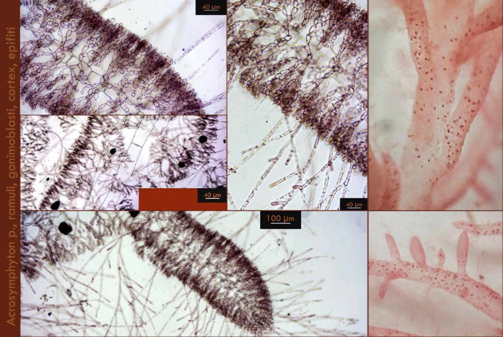 Acrosymphyton purpuriferum e Rhodochaete pulchella