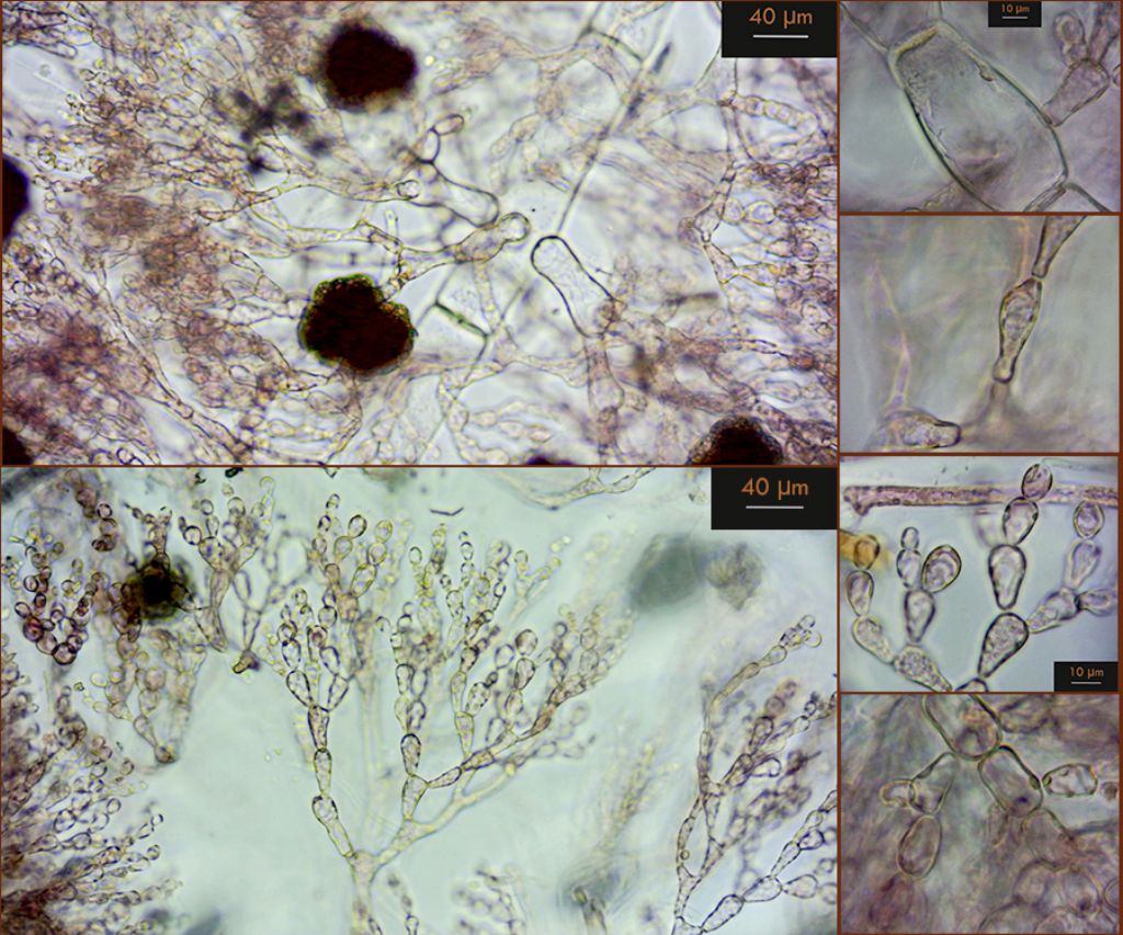 Acrosymphyton purpuriferum e Rhodochaete pulchella