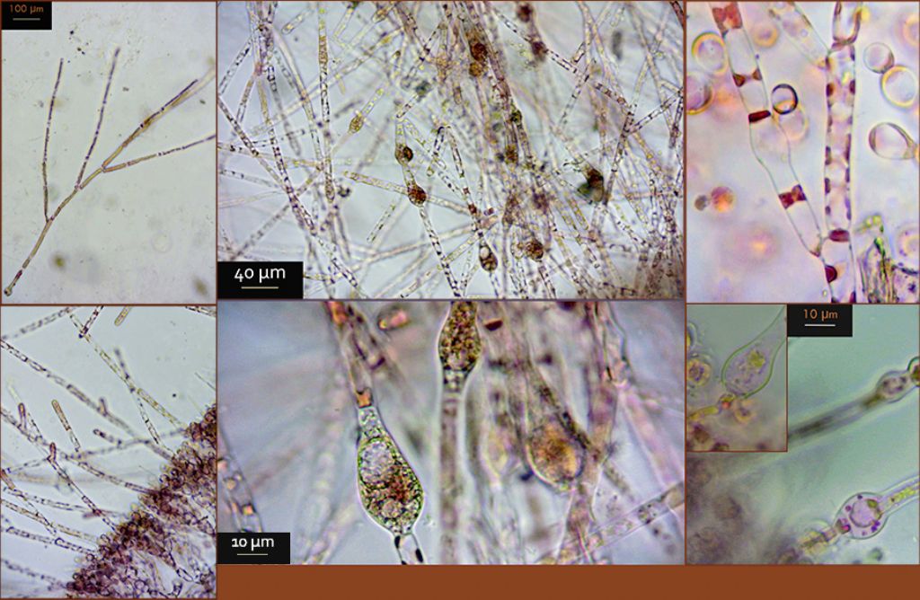 Acrosymphyton purpuriferum e Rhodochaete pulchella