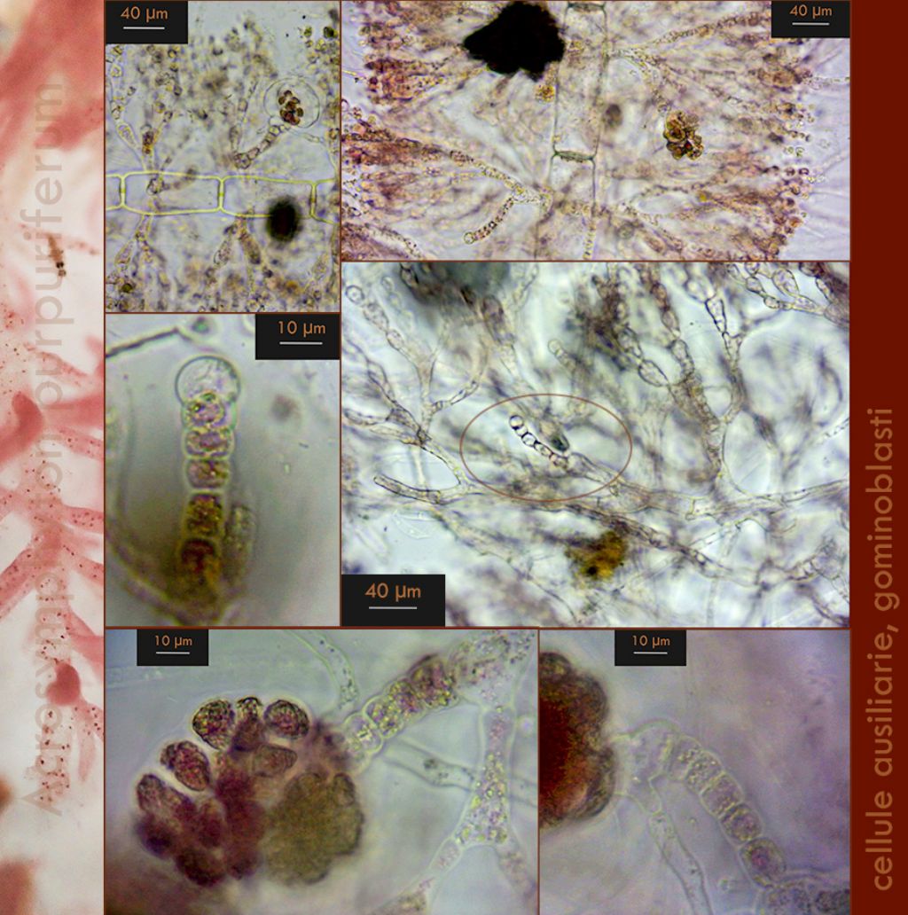 Acrosymphyton purpuriferum e Rhodochaete pulchella