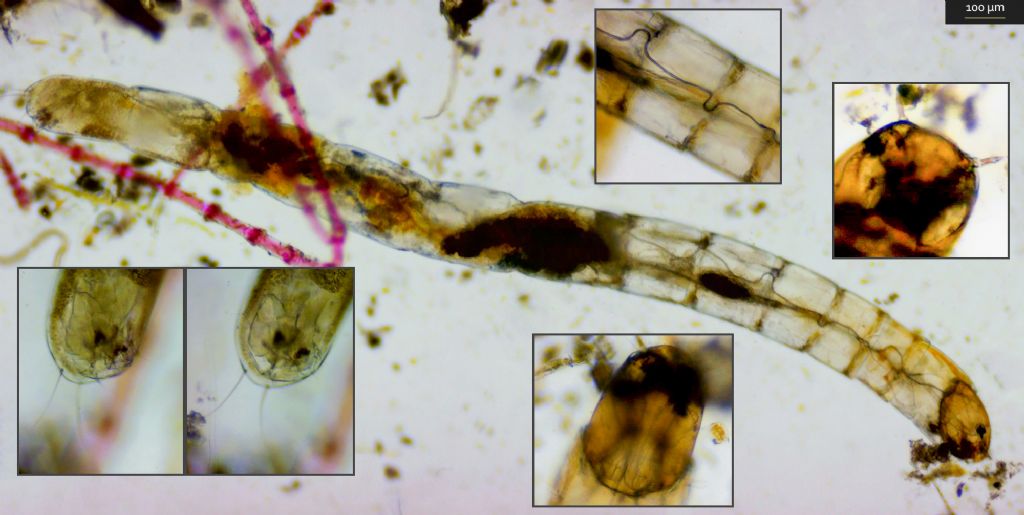 Anellide (?) tra alghe (cladophora sp.)
