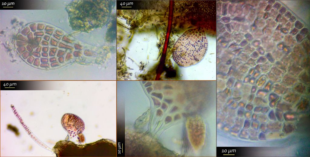 Alga rossa dalle microscopiche dimensioni