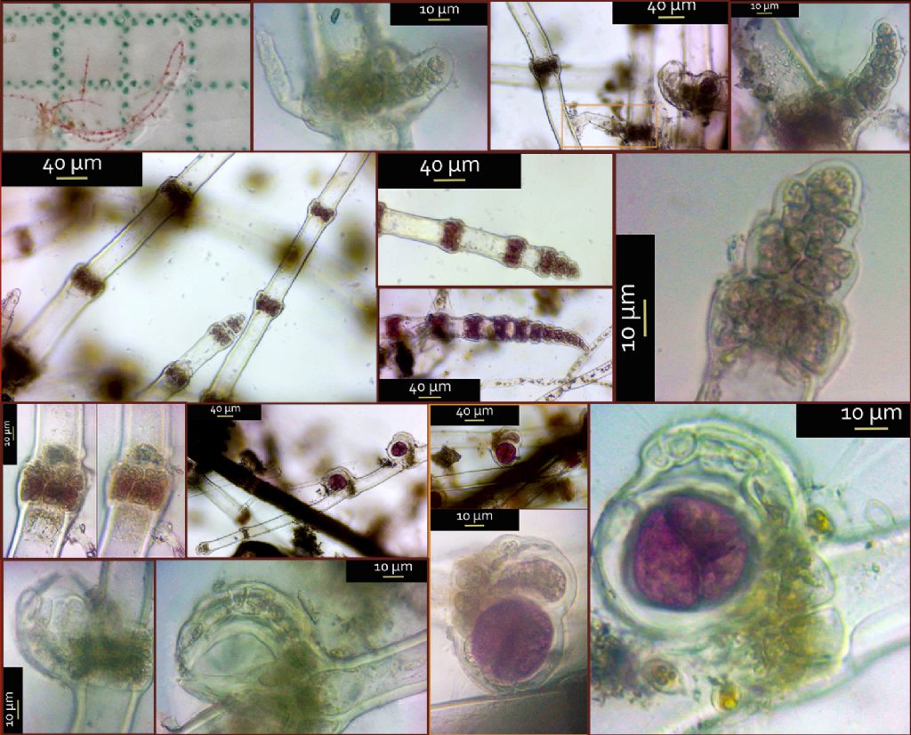 Ceramium codii ..ma senza analisi dna