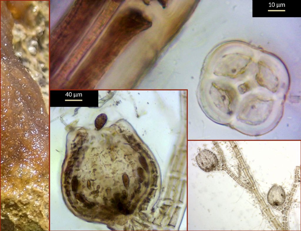 Polysiphonia: sertularioides?