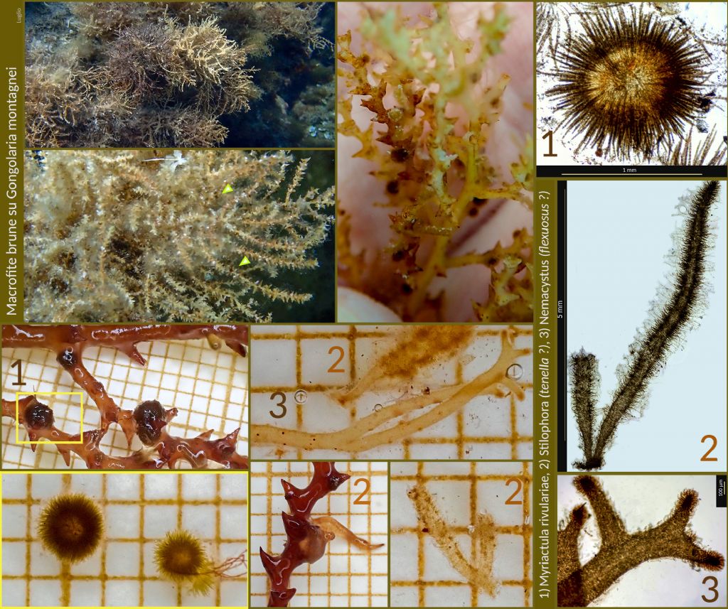 Piccole e brune macrofite su Gongolaria montagnei