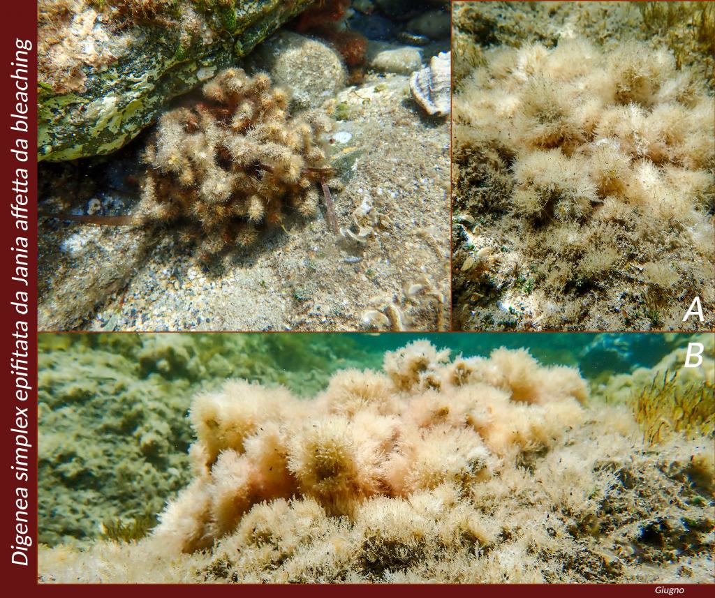 Digenea simplex (?) - Mareggiata Dic 2019 - S9