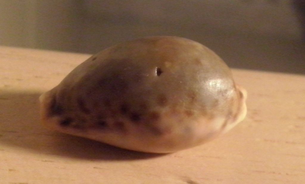 Gasteropode da determinare - Cypraeidae