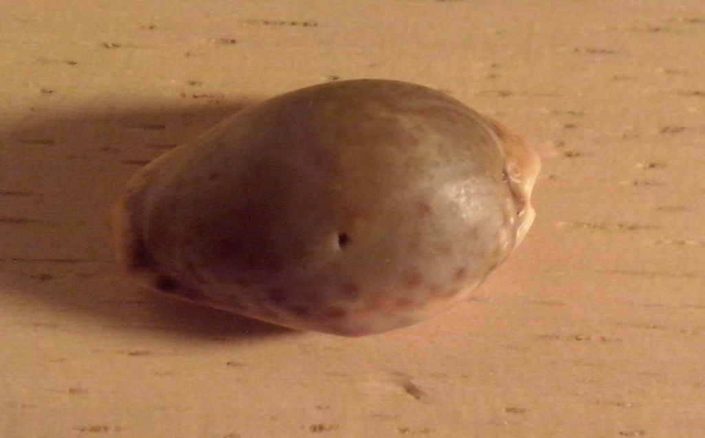 Gasteropode da determinare - Cypraeidae