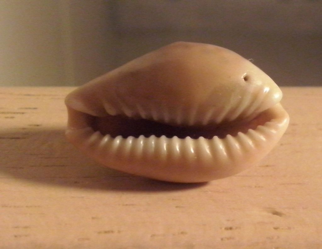 Gasteropode da determinare - Cypraeidae