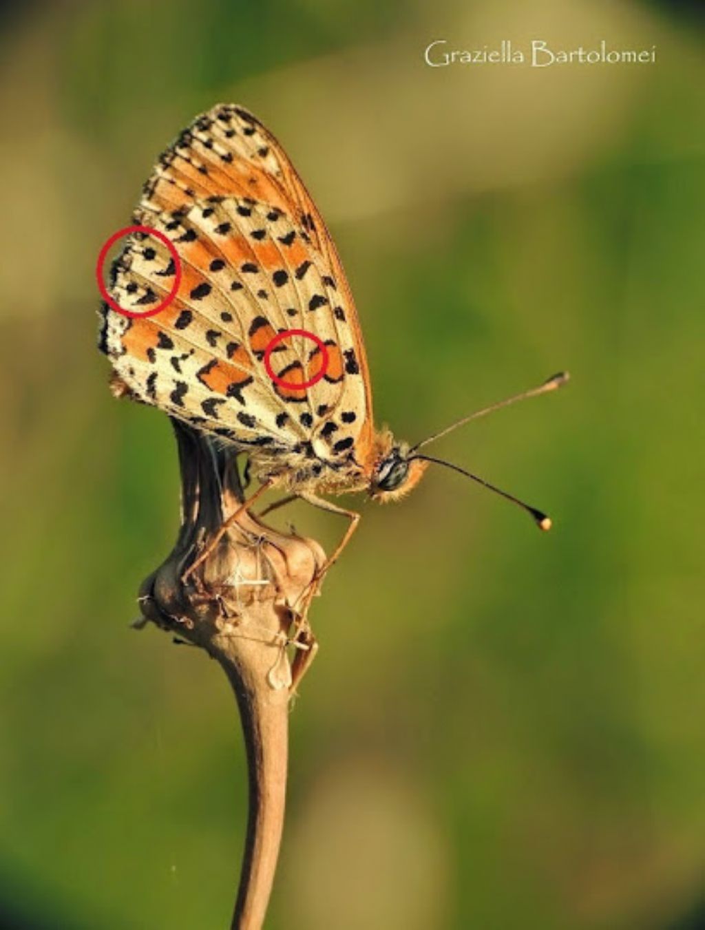 Melitaea didyma o trivia?